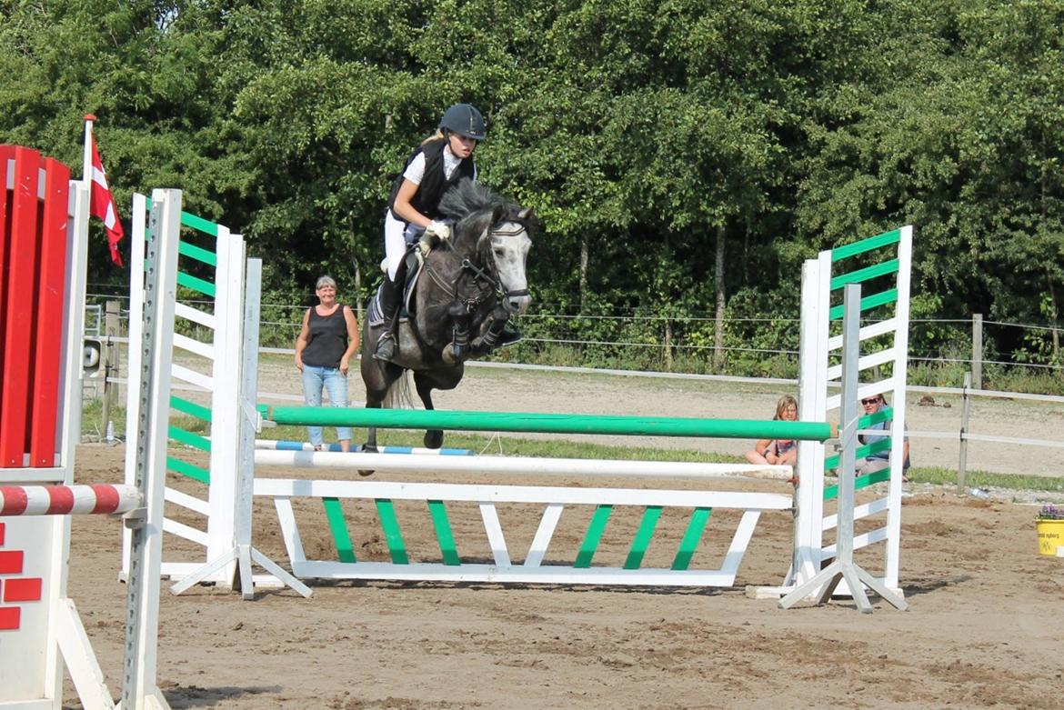 Anden særlig race Jojo (solgt) billede 3