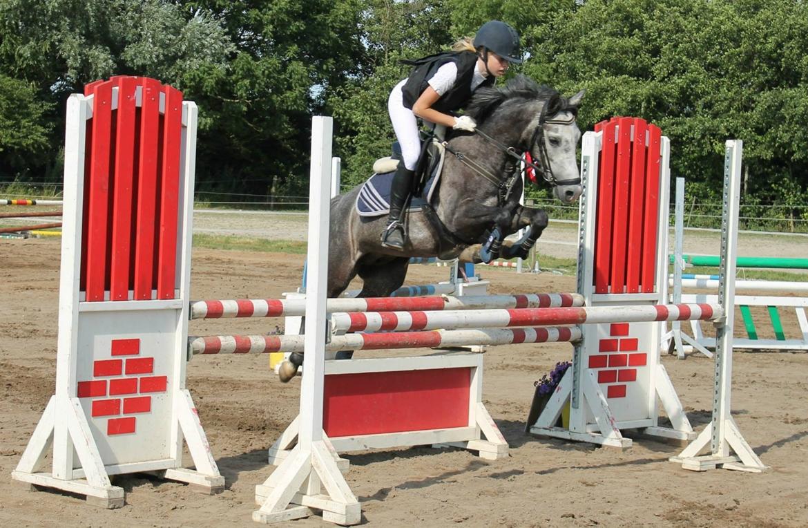 Anden særlig race Jojo (solgt) billede 17