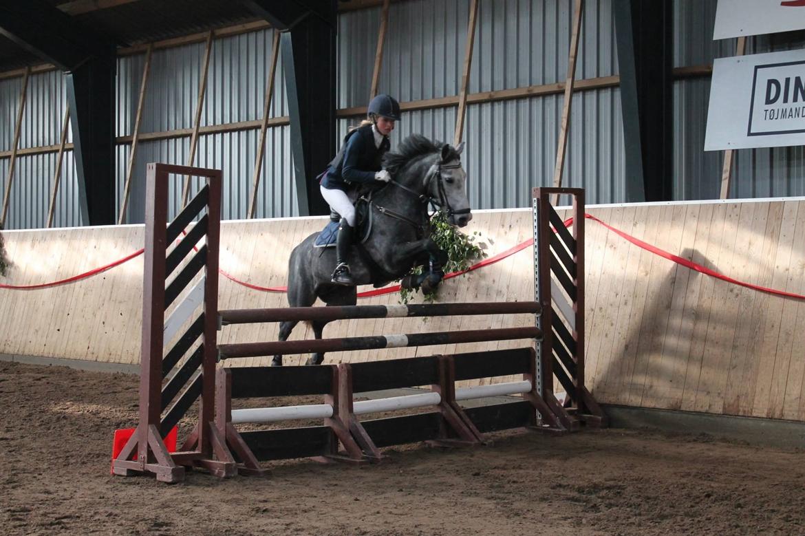 Anden særlig race Jojo (solgt) billede 18