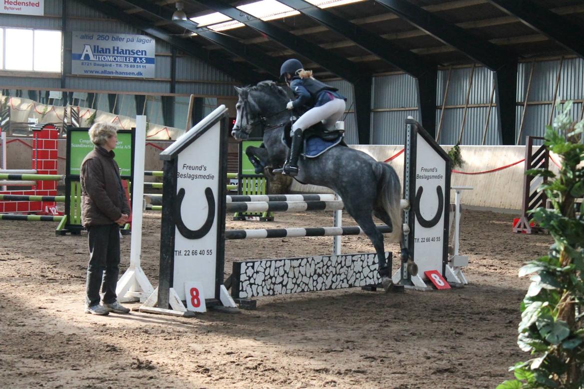 Anden særlig race Jojo (solgt) billede 12