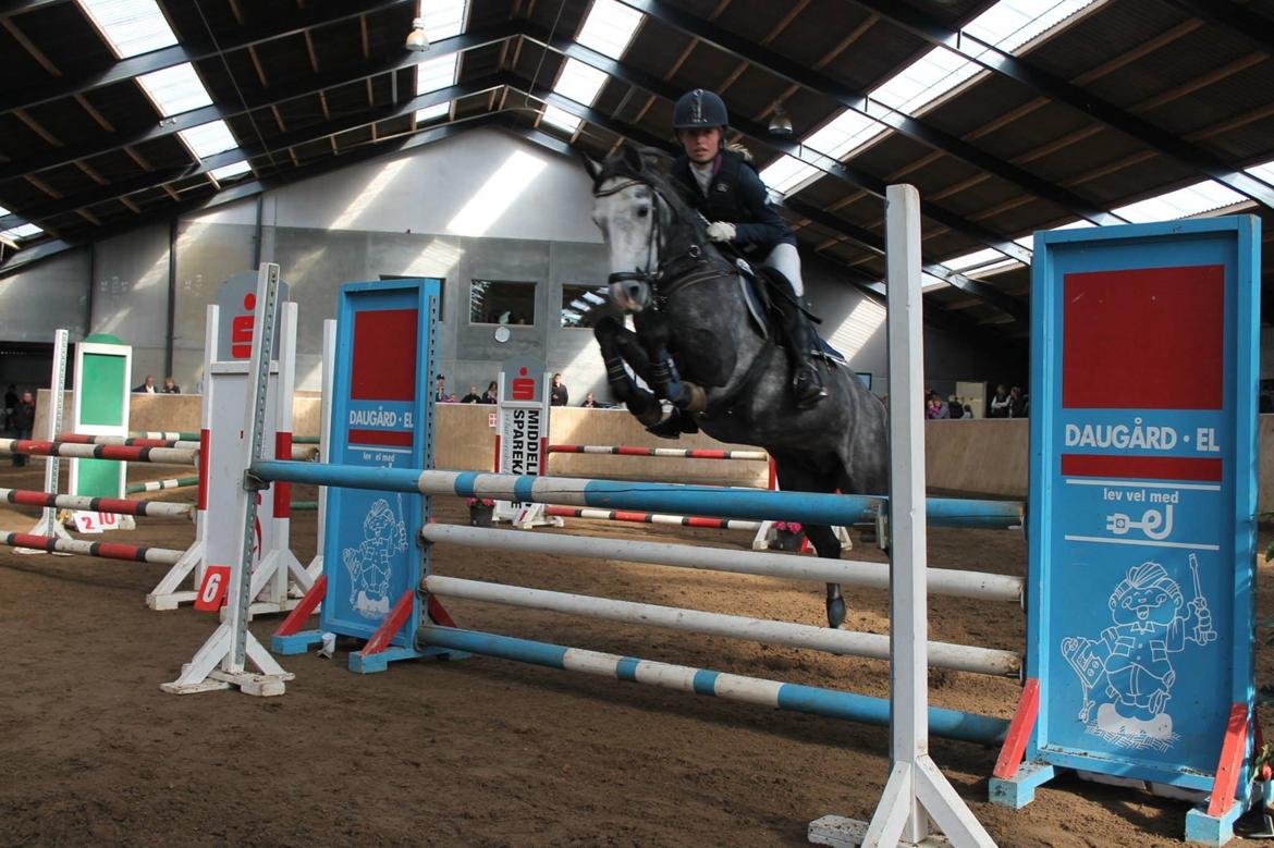 Anden særlig race Jojo (solgt) billede 11