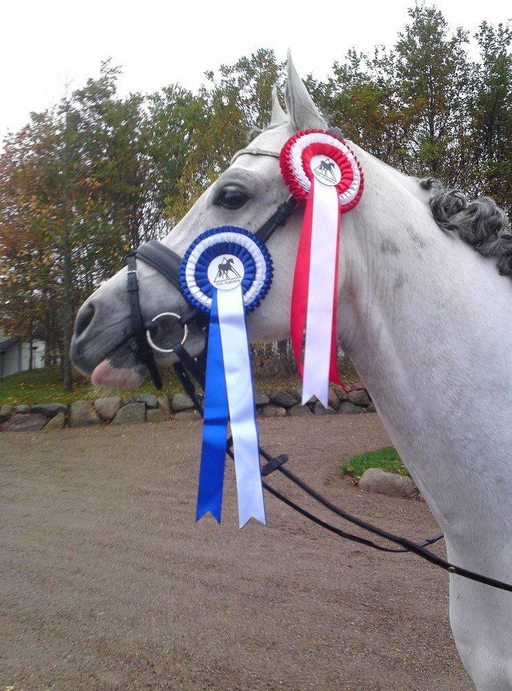 Arabisk fuldblod (OX) TIL MINDE om Gaudeamus - KIRK Arabians. billede 39