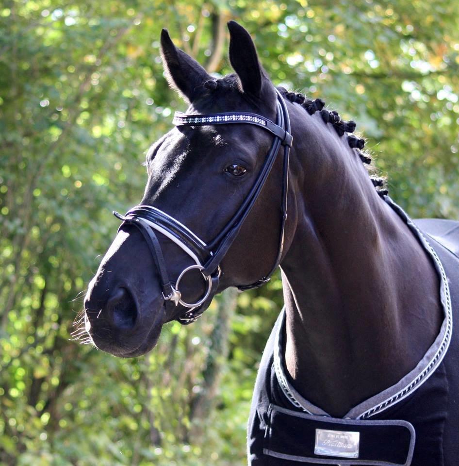 Tysk Oldenburger Darius  billede 17