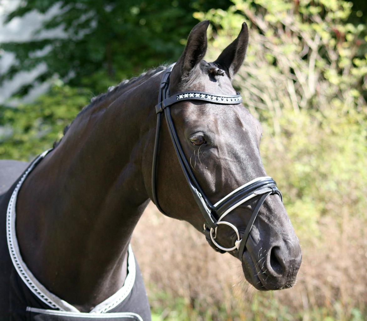 Tysk Oldenburger Darius  billede 6