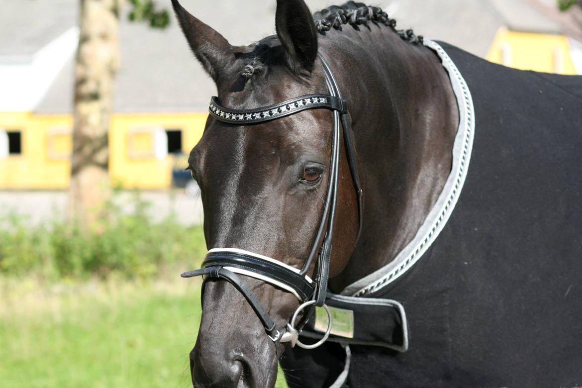 Tysk Oldenburger Darius  billede 9