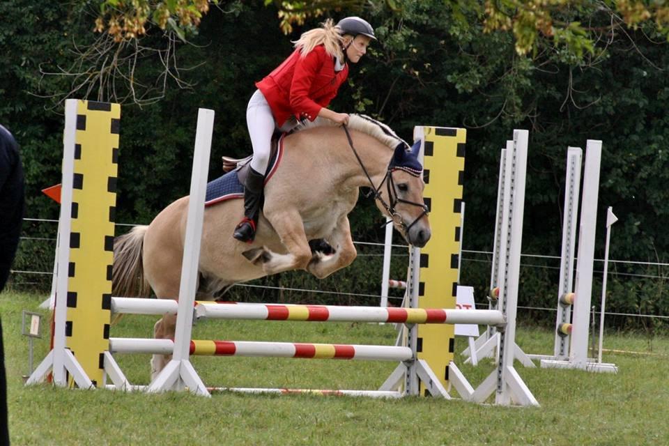 Fjordhest Frede <3 Guldponyen <2 billede 15