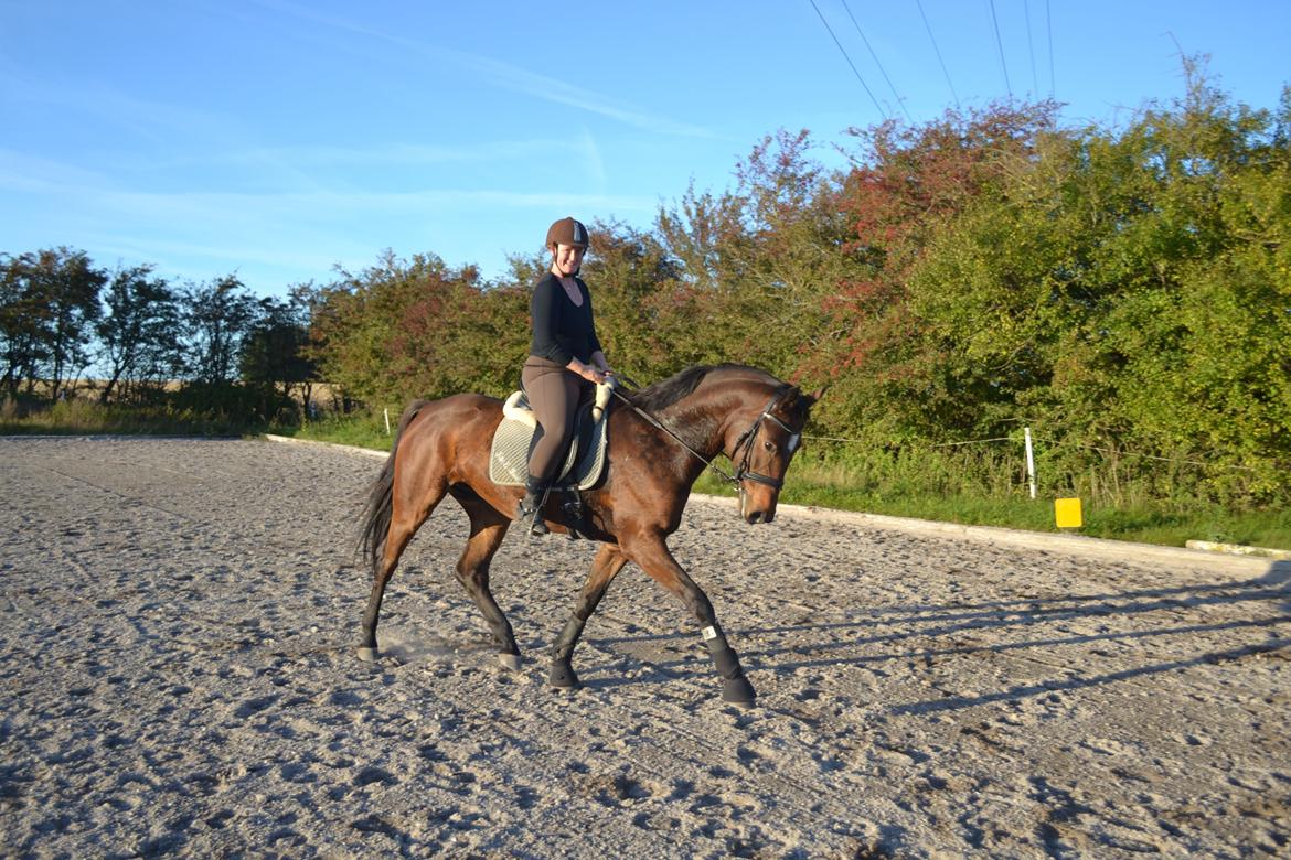 Dansk Varmblod Solejs Cha-Wil    Rip 04.06.19 billede 1