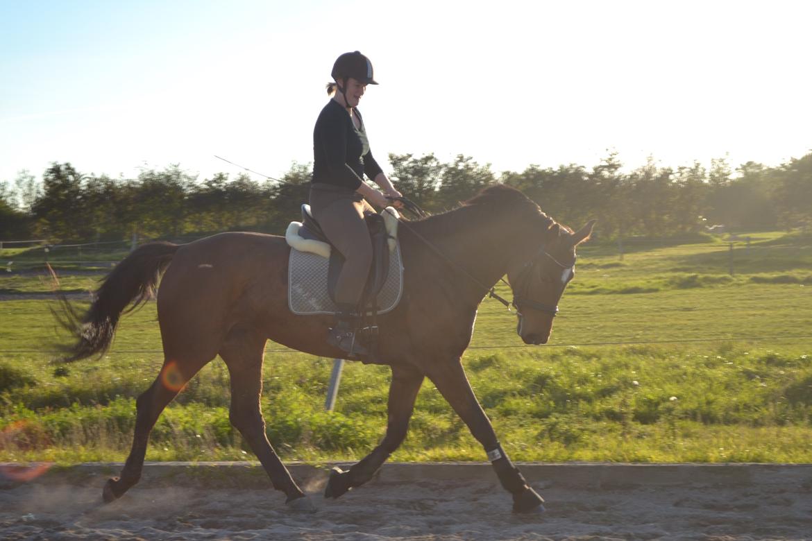 Dansk Varmblod Solejs Cha-Wil    Rip 04.06.19 billede 3