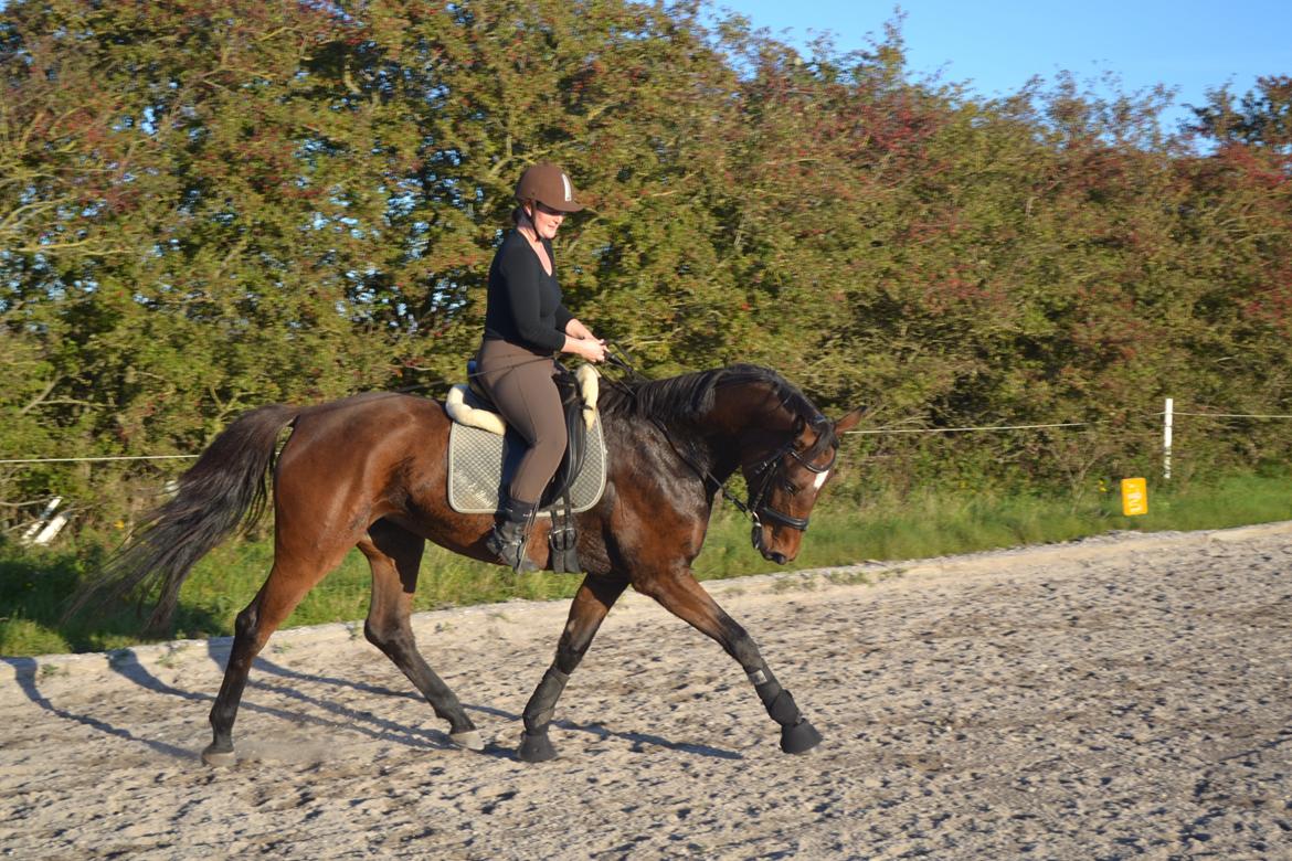 Dansk Varmblod Solejs Cha-Wil    Rip 04.06.19 billede 2