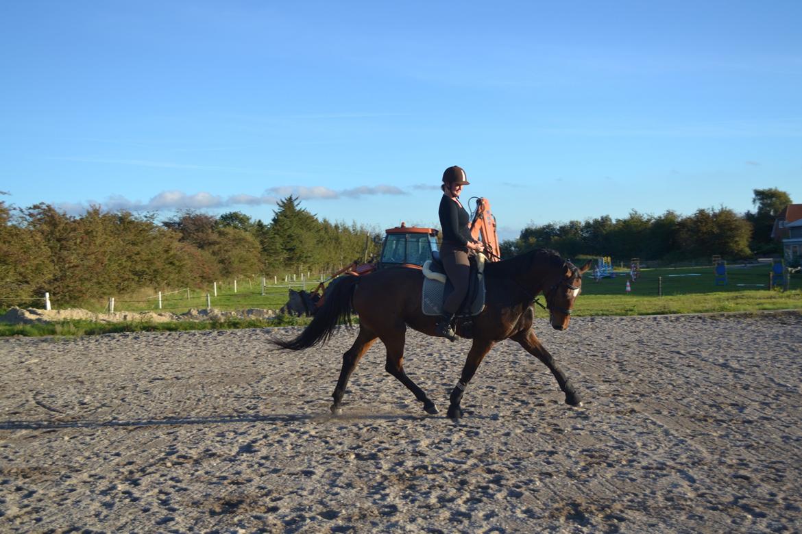 Dansk Varmblod Solejs Cha-Wil    Rip 04.06.19 billede 4