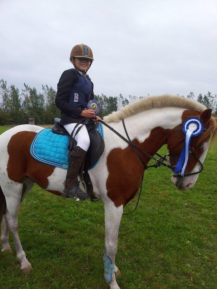 Pinto Indurain Delight - Den Brogede Skønhed - 2. Plads til stævne i Skærbæk billede 16