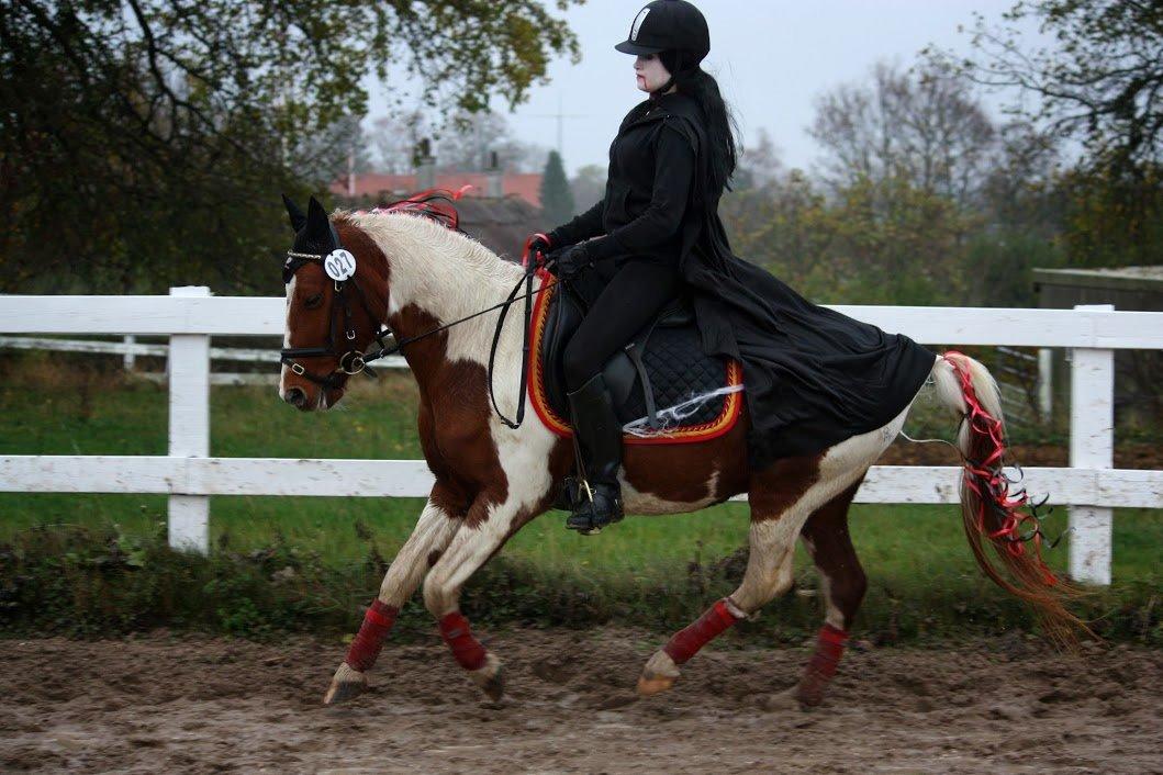 Pinto Blade - 2/11-2013 <3 Halloween stævne, LØSR 3.plads <3 billede 42