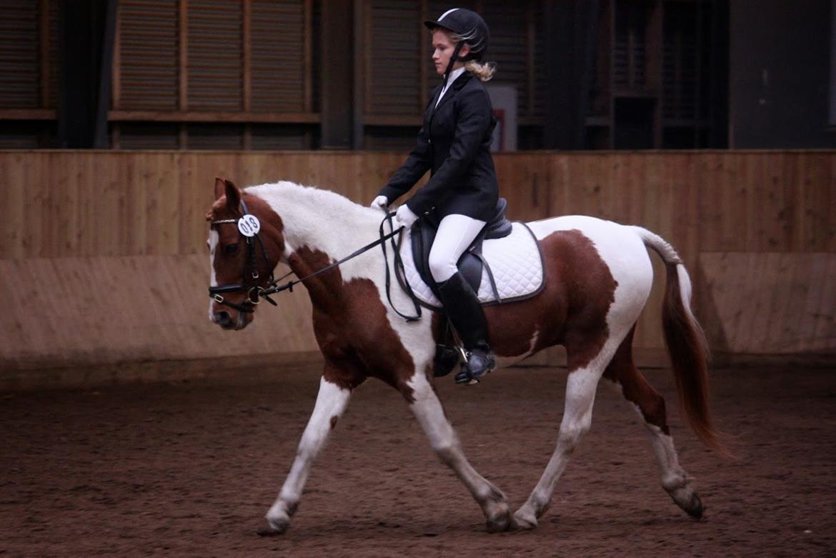 Pinto Blade - 13/10-2013 <3 stævne, HVR LD2, 2.plads <3 billede 40