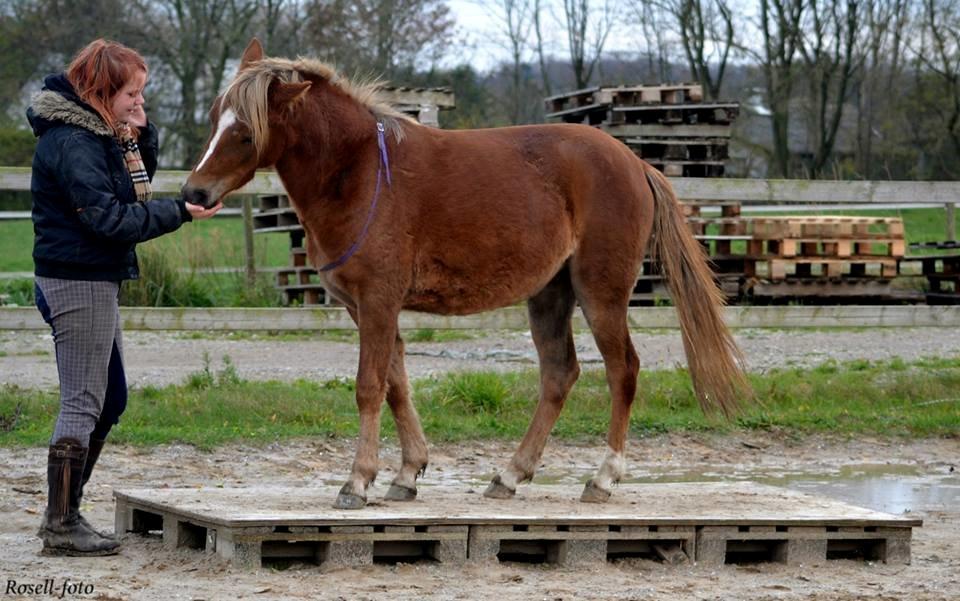 Anden særlig race Gry Soleil [Himmelhest] billede 6