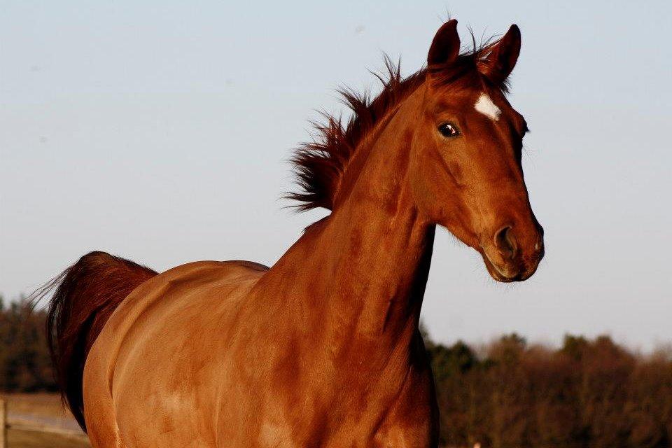 Hannoveraner Pippi Langstrømpe billede 1