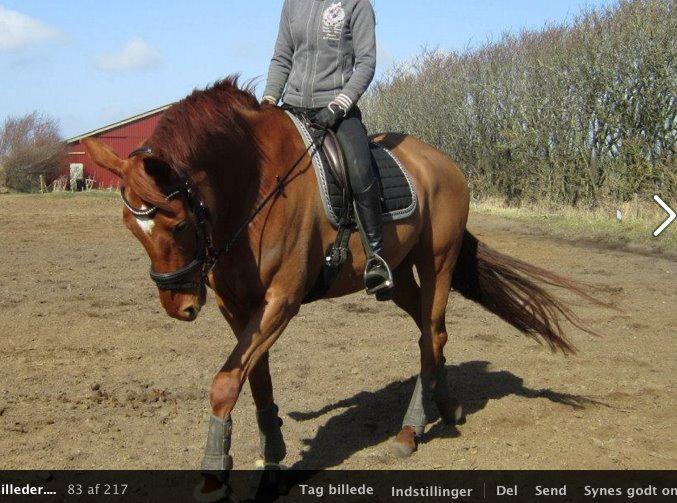 Hannoveraner Pippi Langstrømpe billede 13