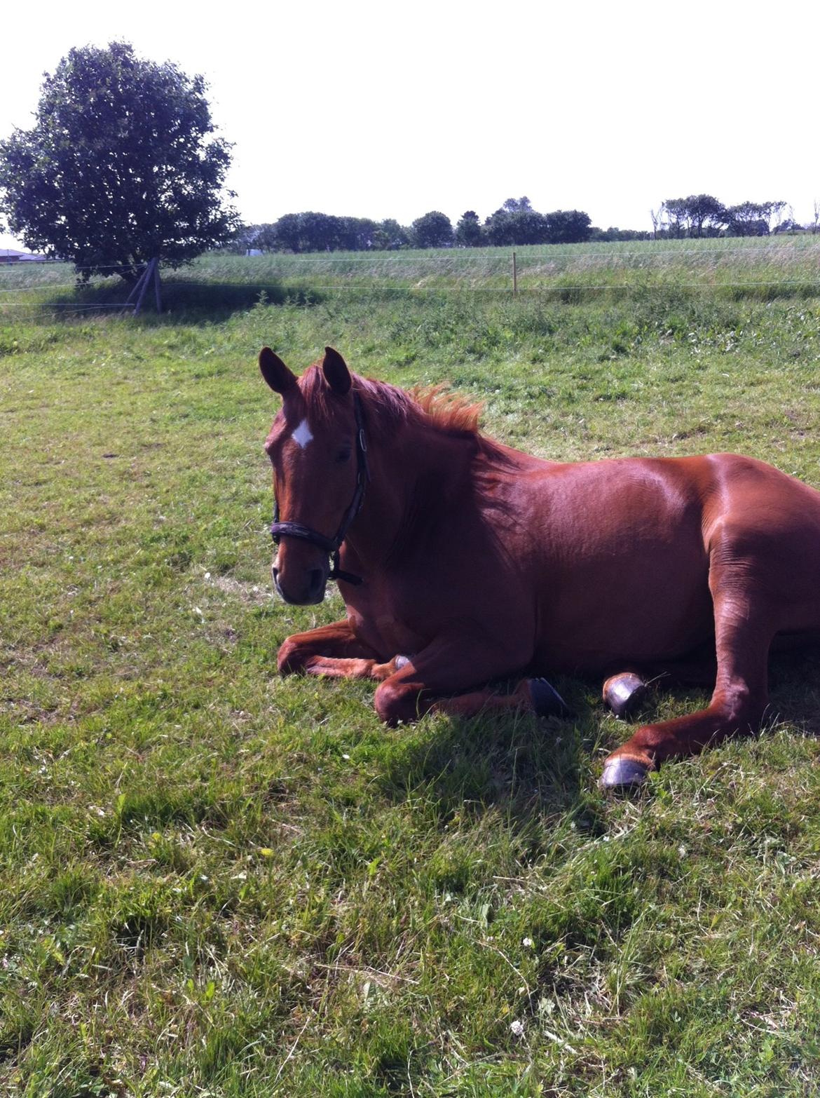 Hannoveraner Pippi Langstrømpe billede 15