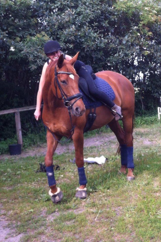 Hannoveraner Pippi Langstrømpe billede 17