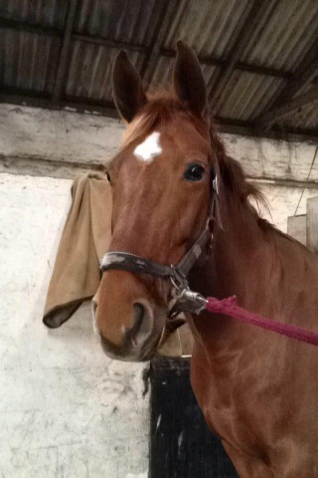 Hannoveraner Pippi Langstrømpe billede 18