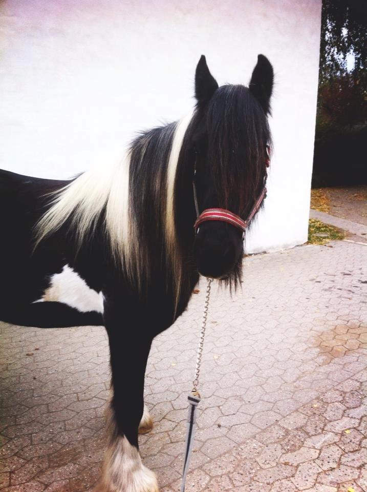 Irish Cob Sir charles - Min lille fjolle hest  billede 4