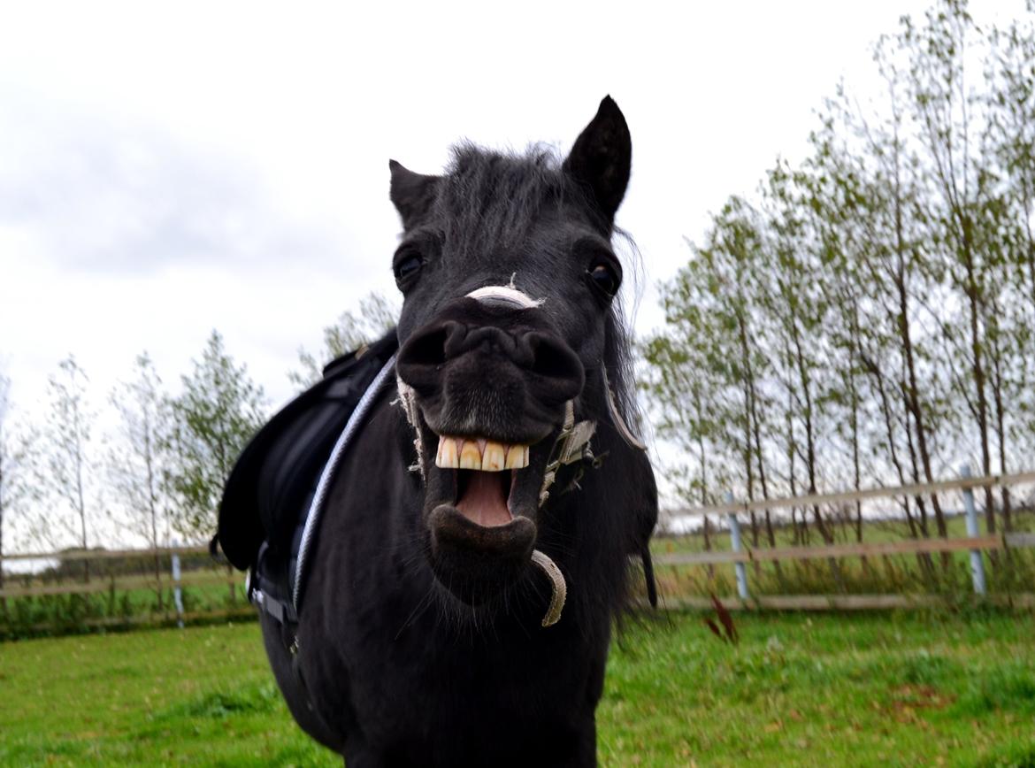 DSP Beauty billede 23