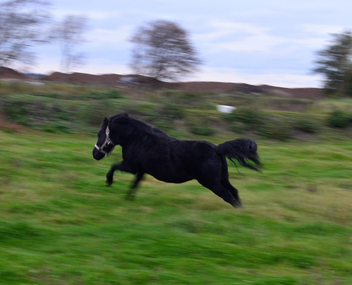 DSP Beauty billede 32