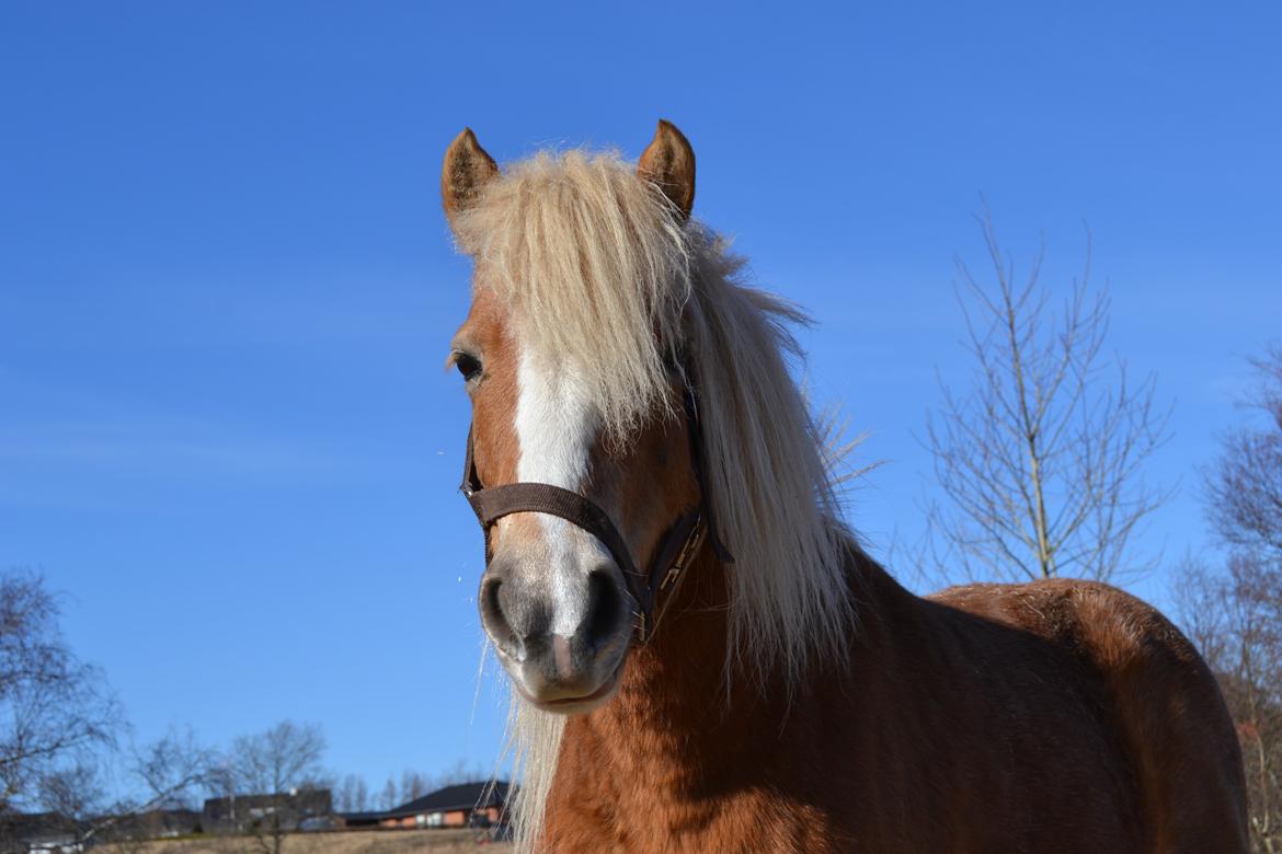 Anden særlig race Kimmi billede 15