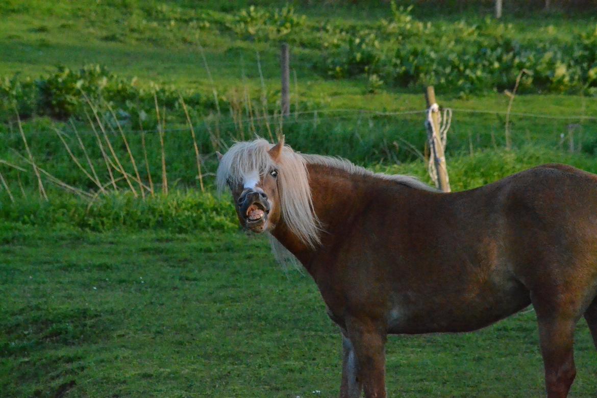 Anden særlig race Kimmi billede 16