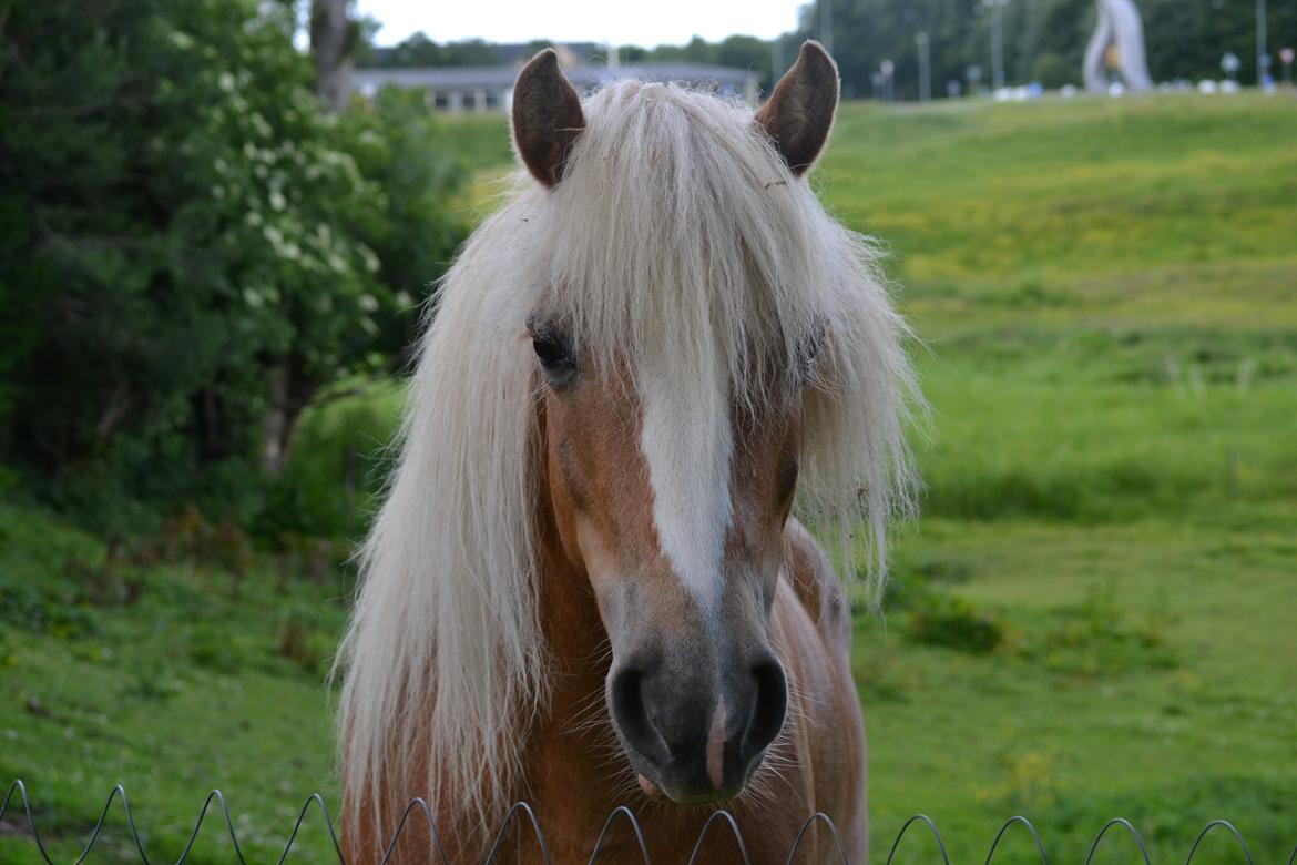 Anden særlig race Kimmi billede 1