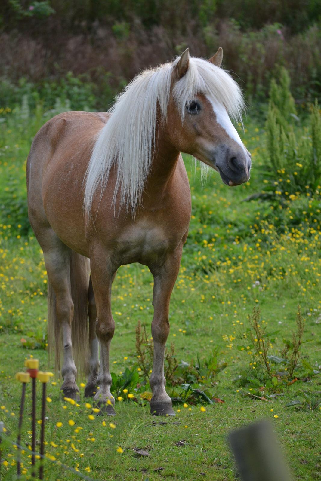 Anden særlig race Kimmi billede 17