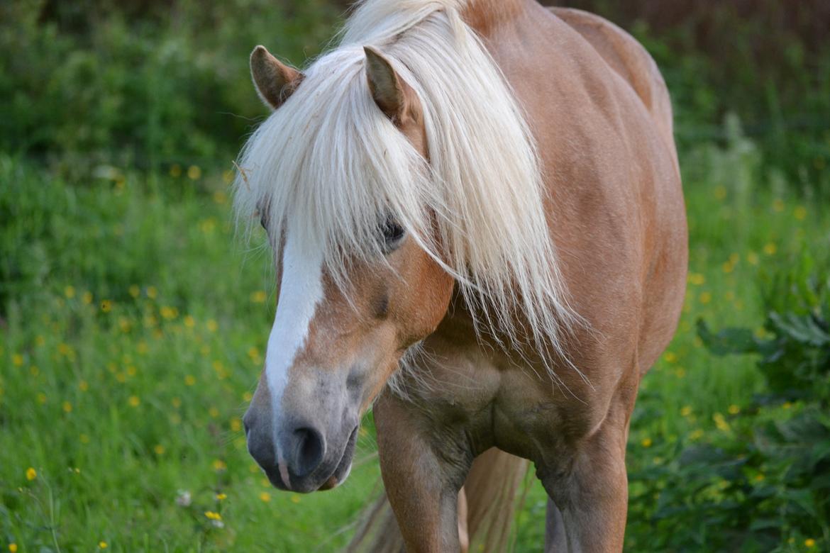 Anden særlig race Kimmi billede 18