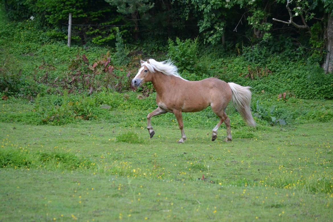 Anden særlig race Kimmi billede 19