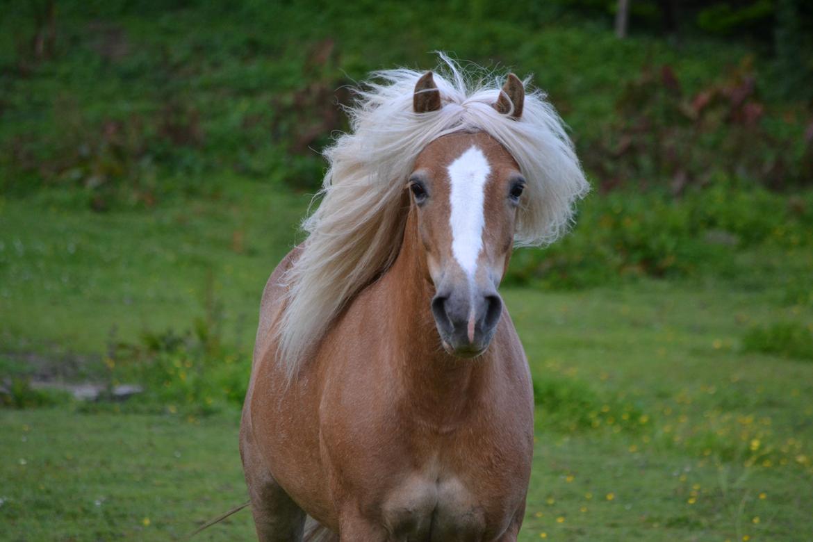 Anden særlig race Kimmi billede 20