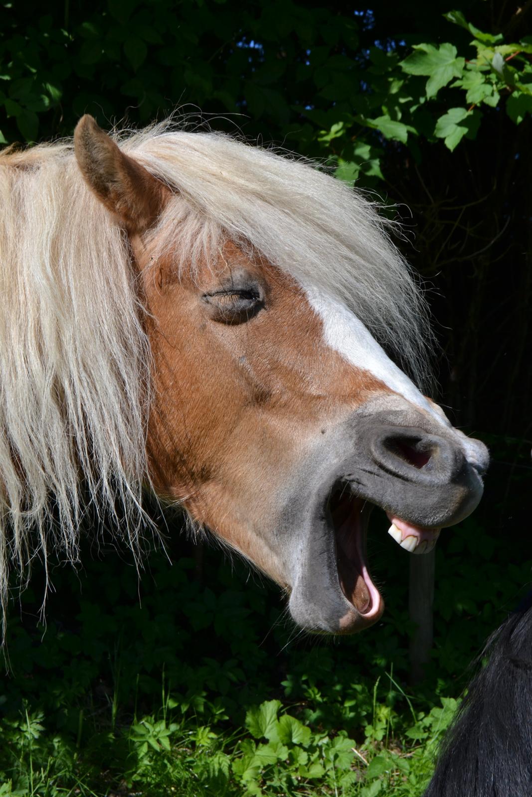 Anden særlig race Kimmi billede 2