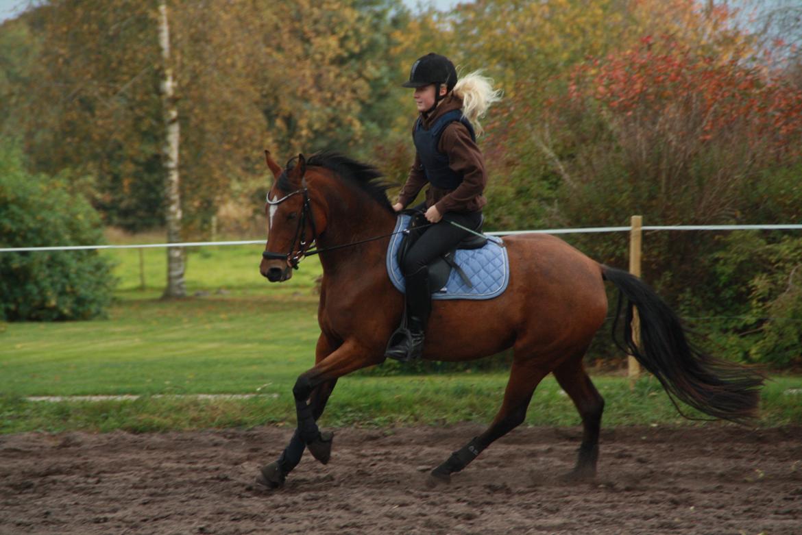 Anden særlig race Golden Star billede 15