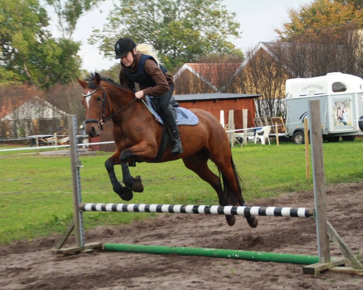 Anden særlig race Golden Star billede 12