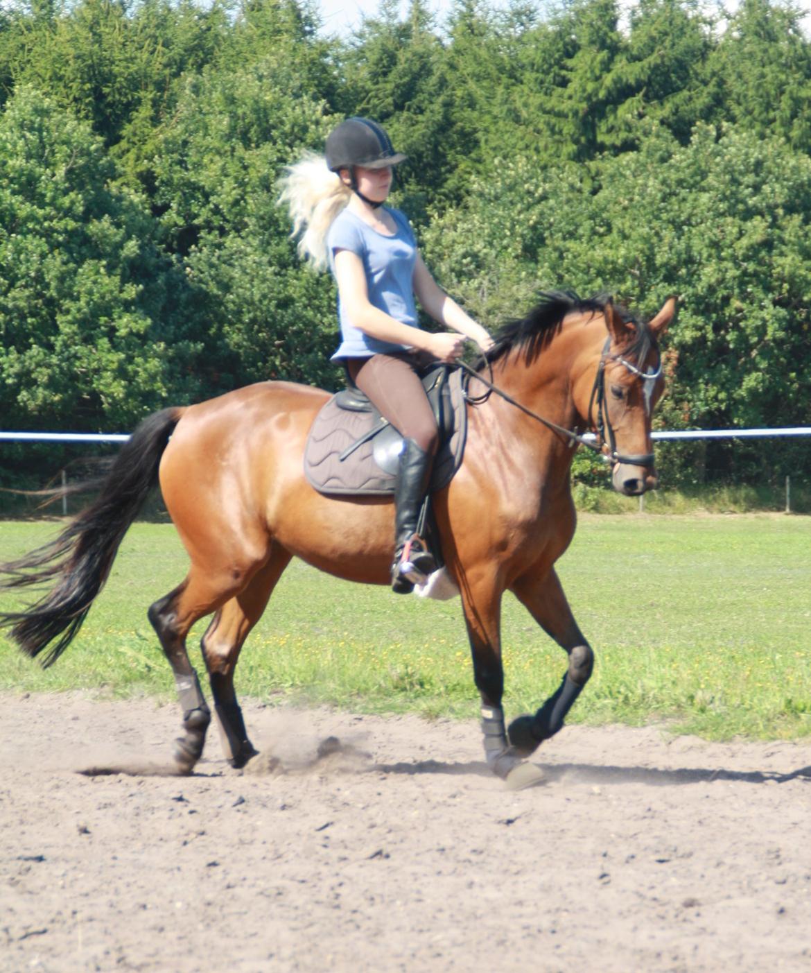 Anden særlig race Golden Star billede 2