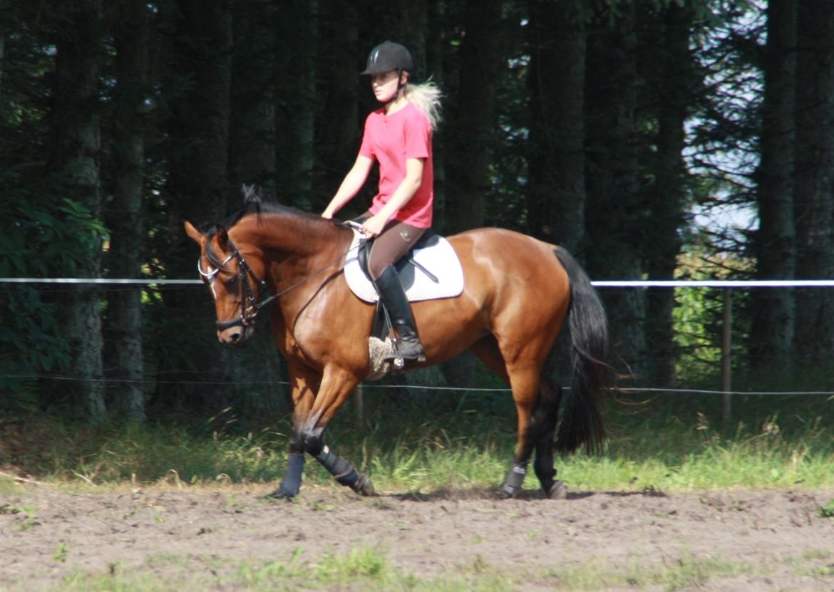 Anden særlig race Golden Star billede 20