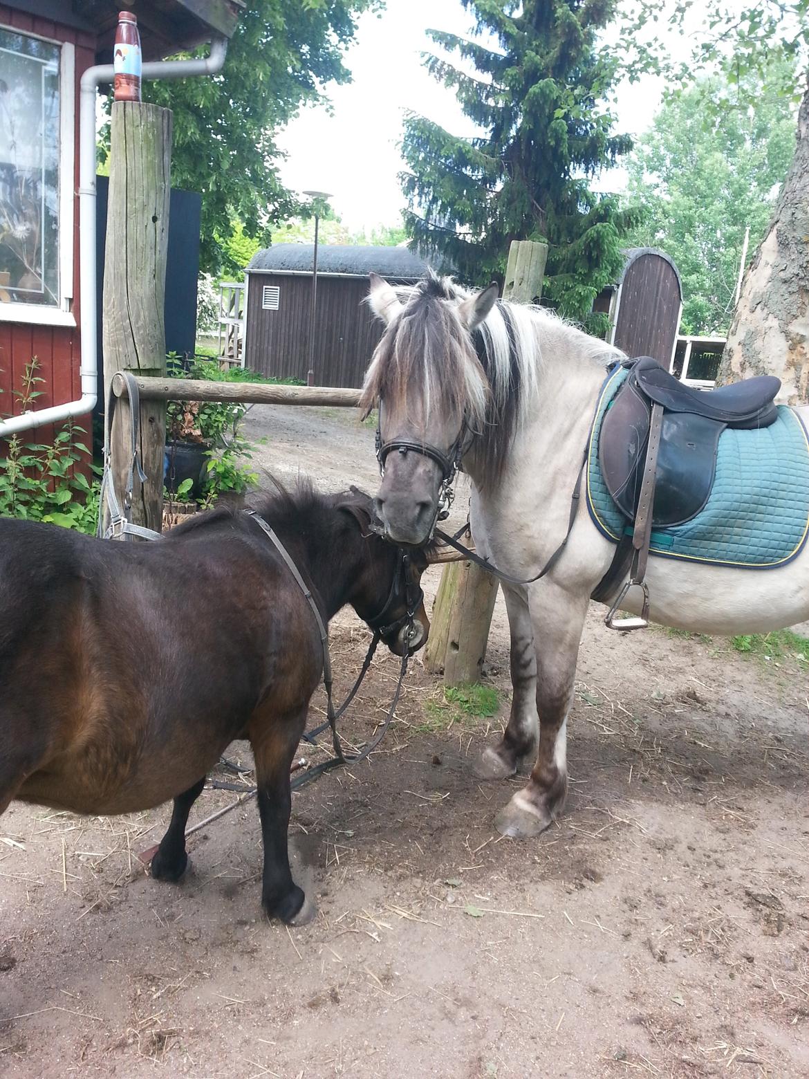 Anden særlig race Luna (har redet) billede 1