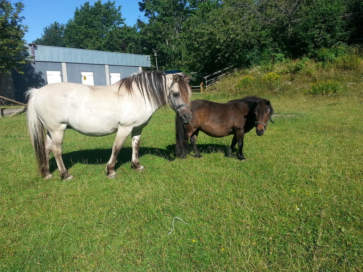 Anden særlig race Luna (har redet) billede 4