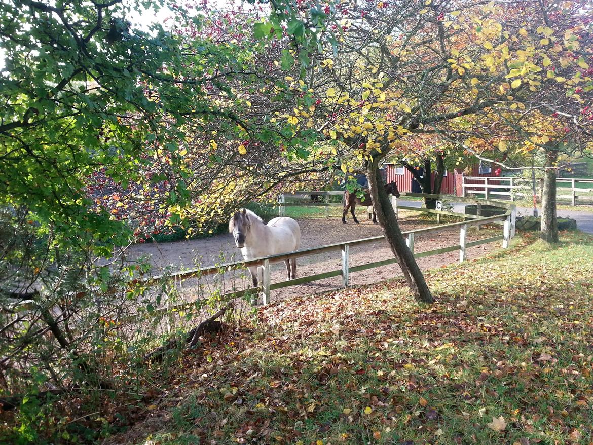 Anden særlig race Luna (har redet) billede 5