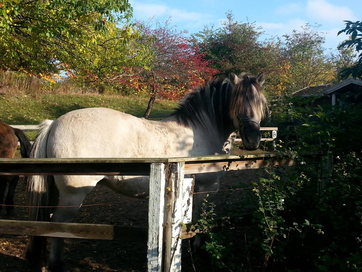 Anden særlig race Luna (har redet) billede 6