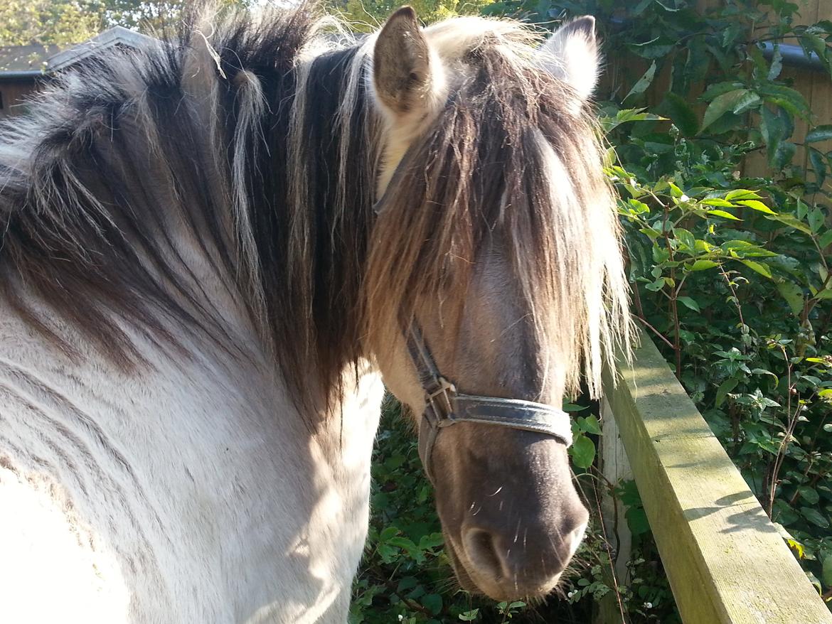 Anden særlig race Luna (har redet) billede 7