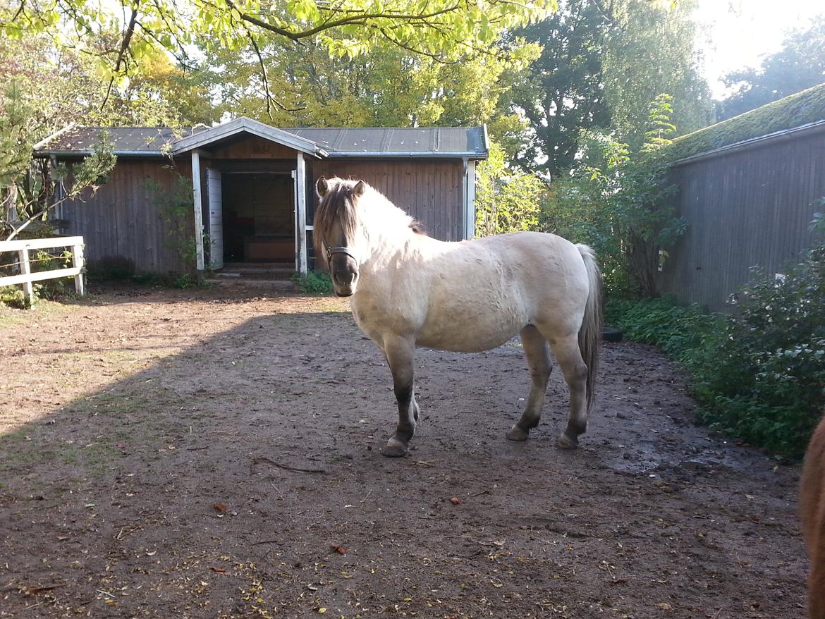 Anden særlig race Luna (har redet) billede 8