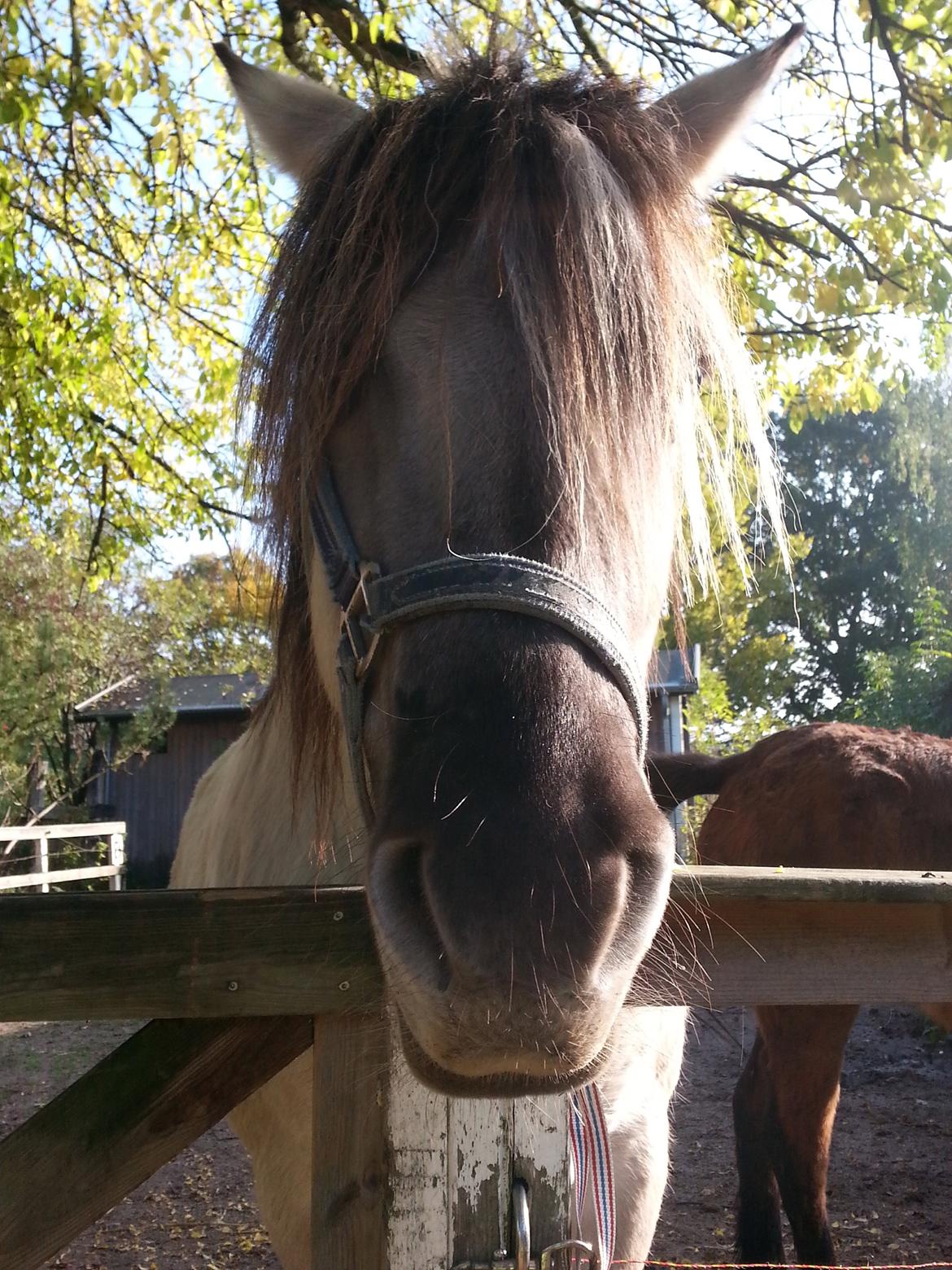Anden særlig race Luna (har redet) billede 9