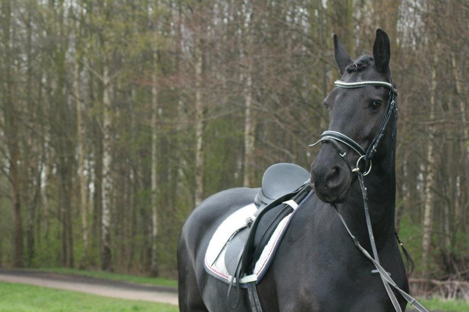 Frieser Willemientje Von De billede 25