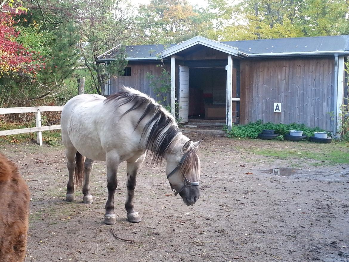 Anden særlig race Luna (har redet) billede 10