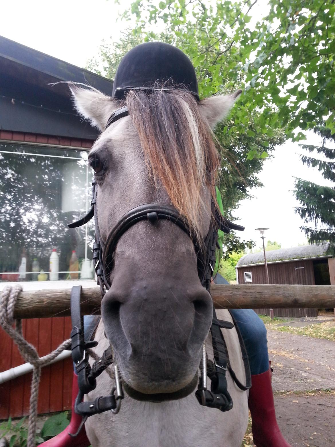 Anden særlig race Luna (har redet) billede 12