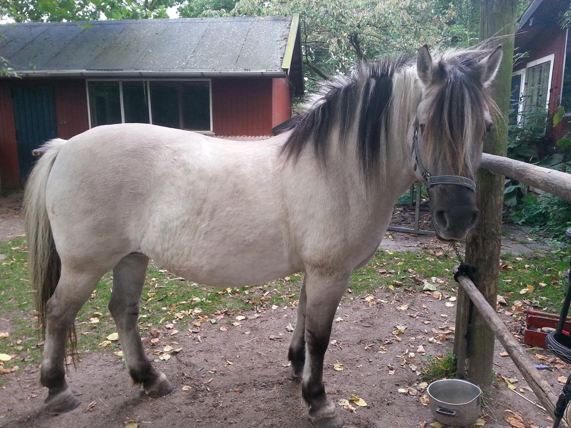 Anden særlig race Luna (har redet) billede 13