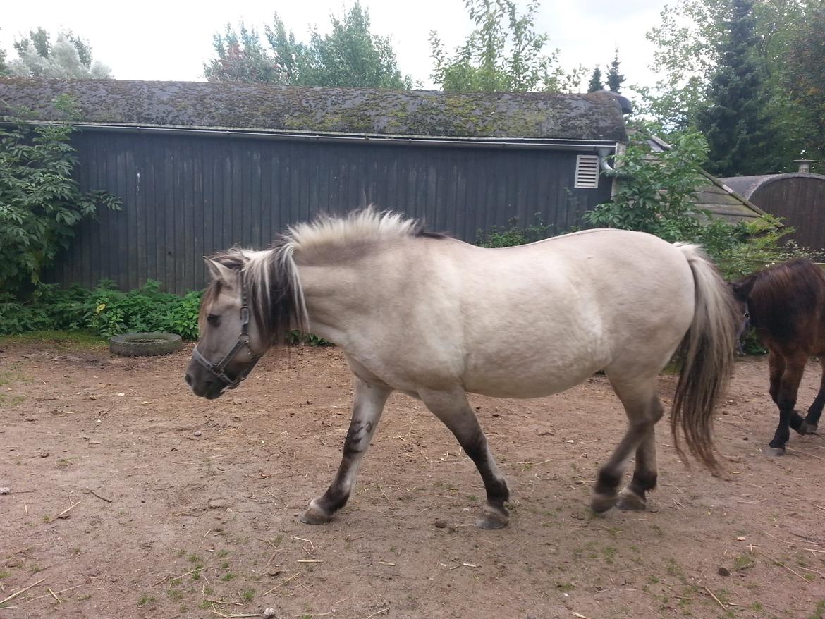 Anden særlig race Luna (har redet) billede 14